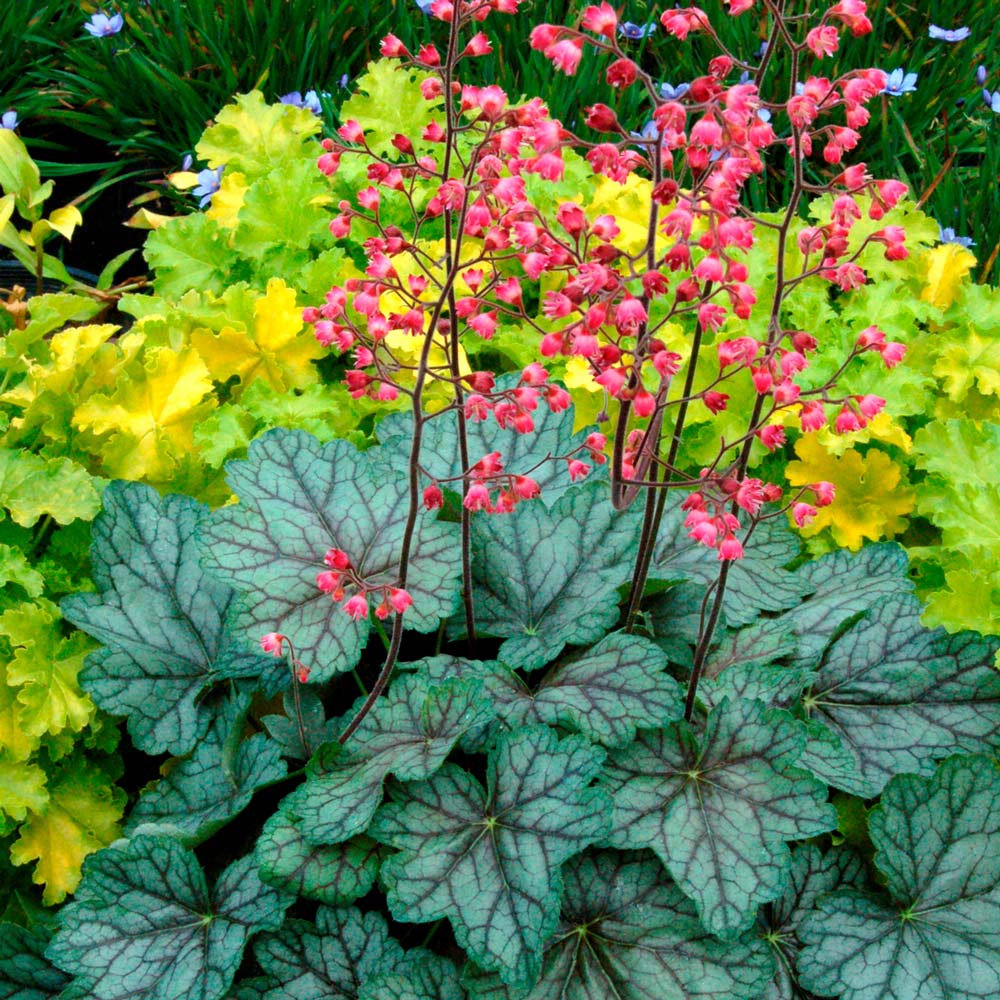 Small Space Shade Garden