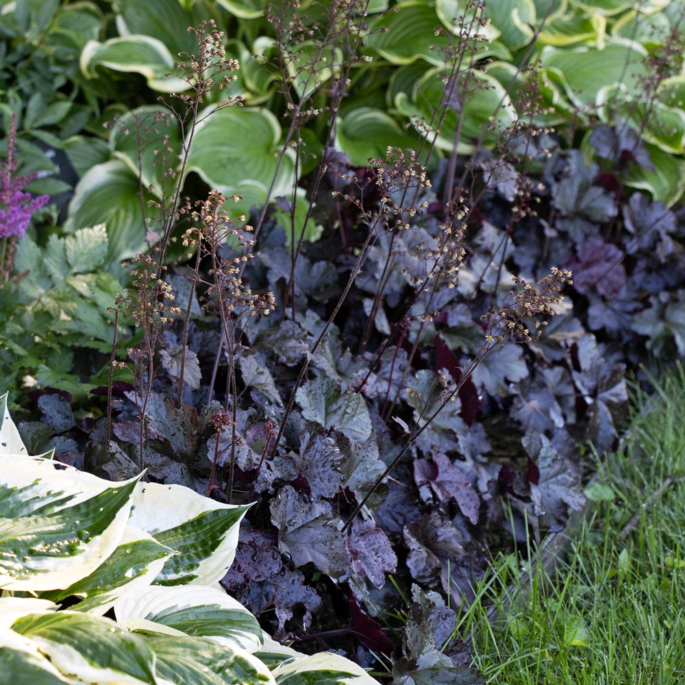 Small Space Shade Garden