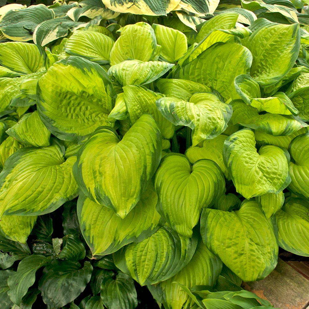 Fragrant Hosta Collection