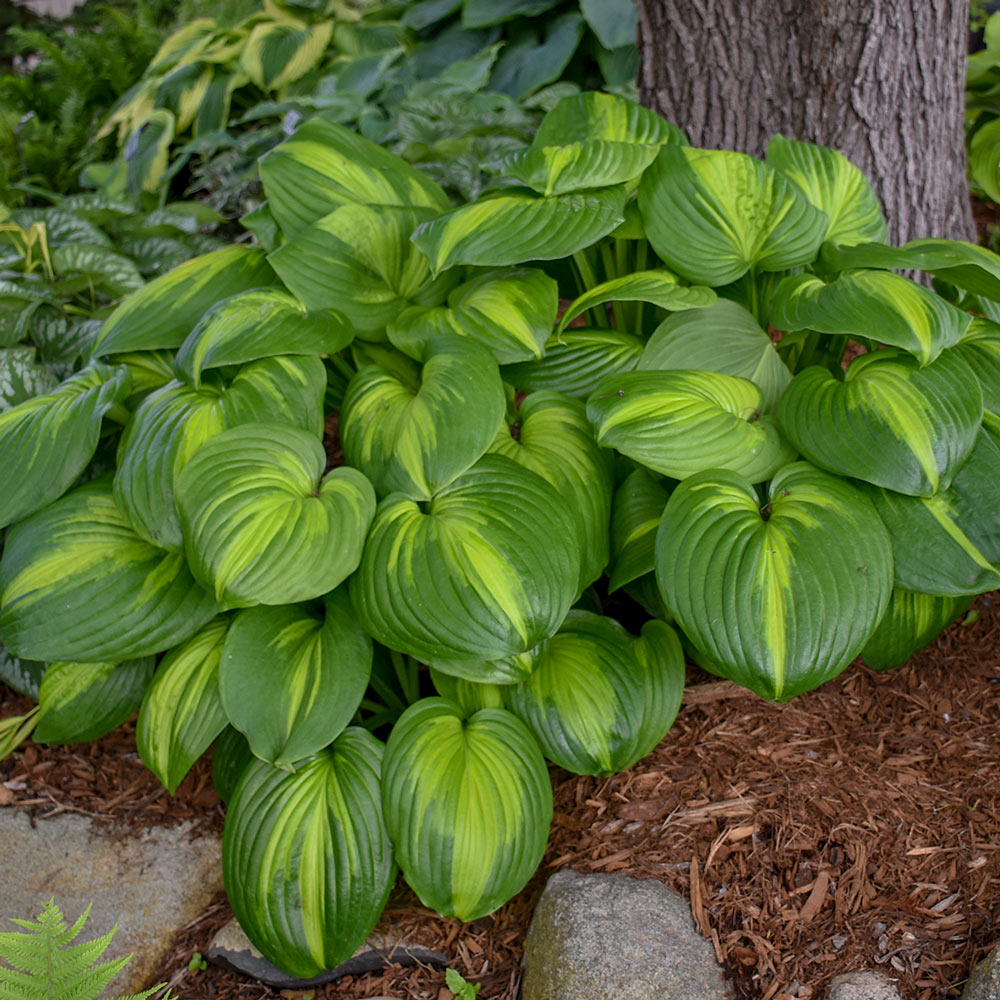 Fragrant Hosta Collection