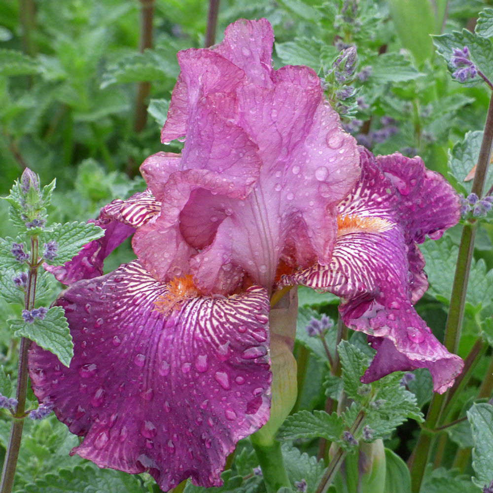 Reblooming Tall Bearded Iris Collection, 3 plants