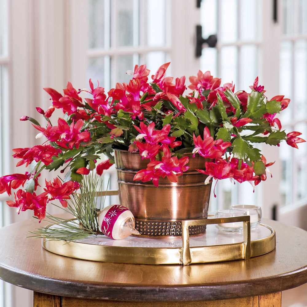 Red Holiday Cactus in copper-toned cachepot