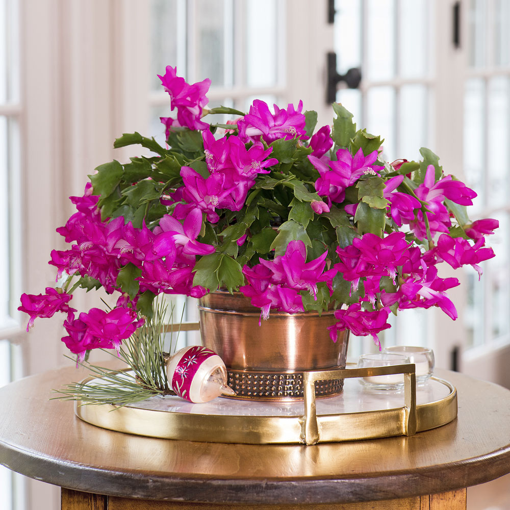 Pink Holiday Cactus in copper-toned cachepot