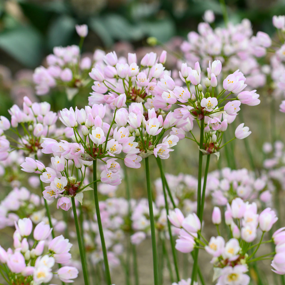 A Big Mix of Little Alliums
