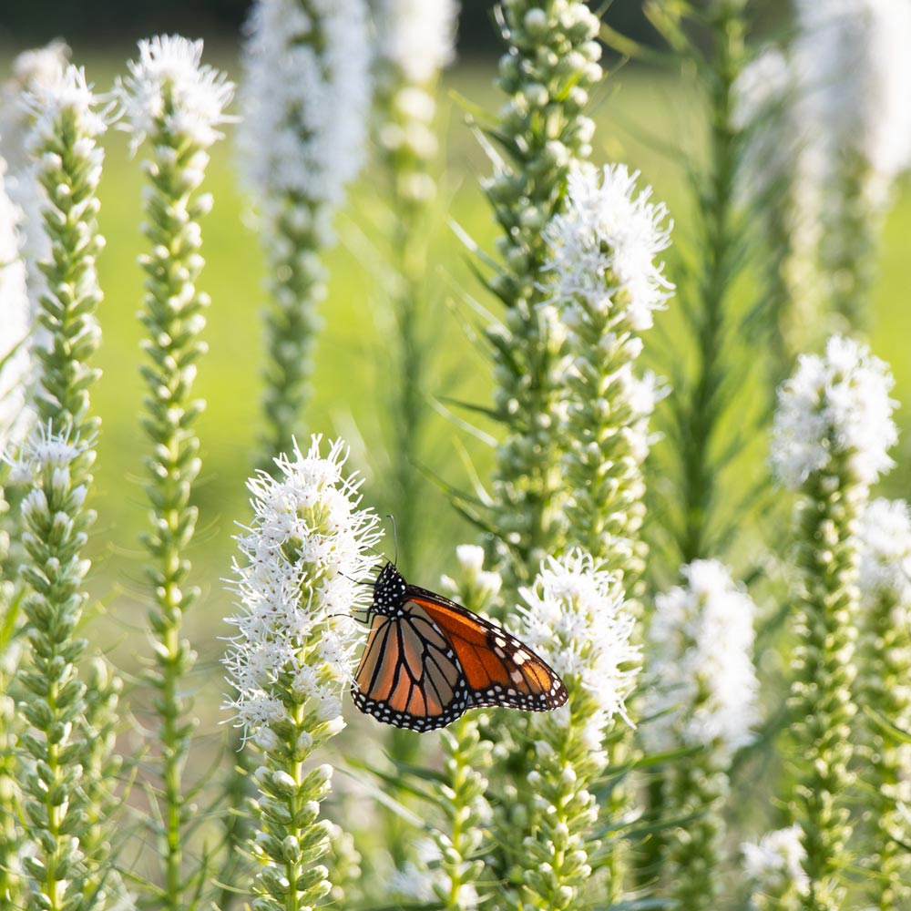 The Butterfly Buffet Collection