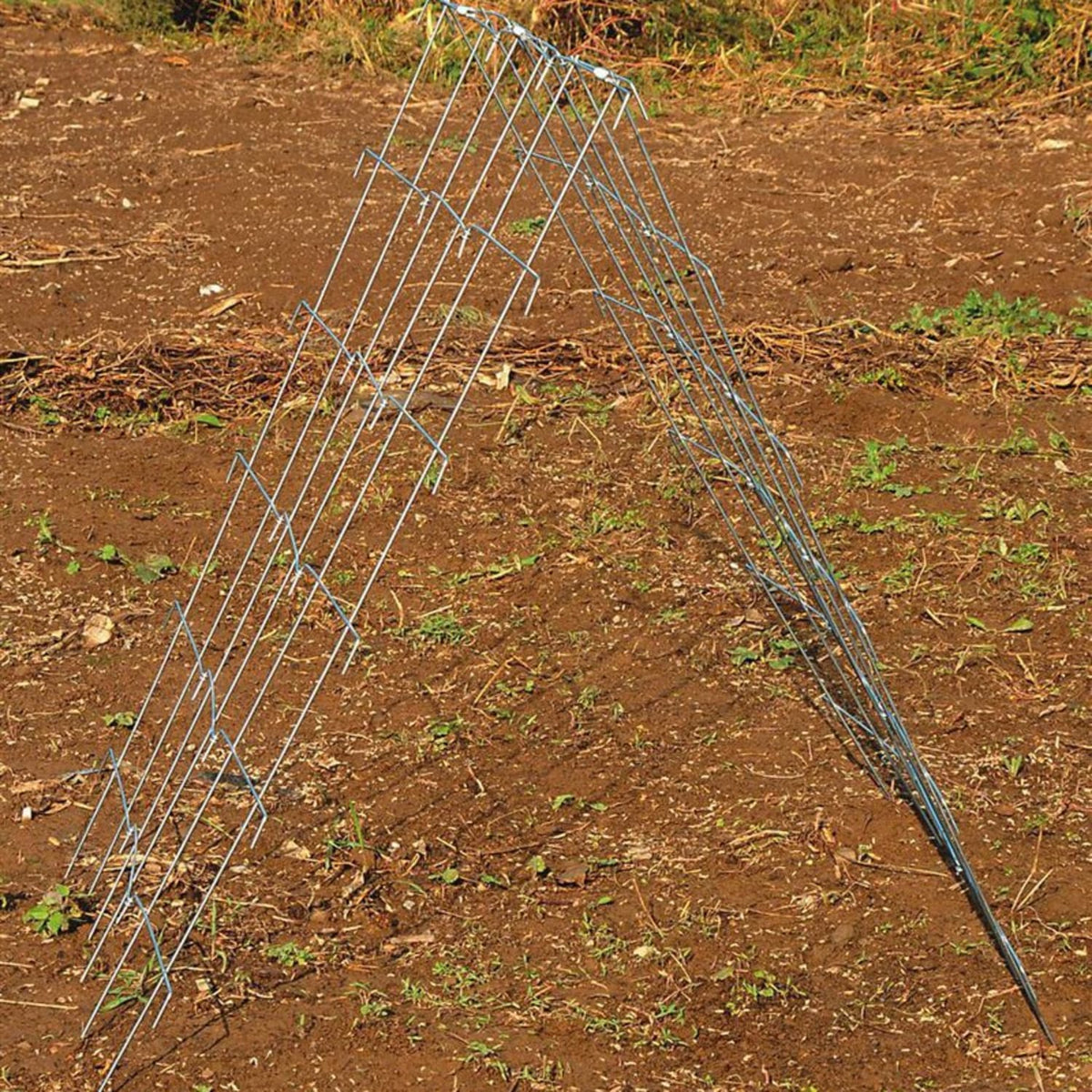 A-Frame Garden Trellis for Cucumber and Squash