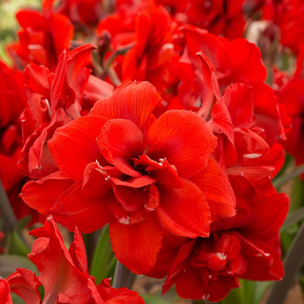 Amaryllis 'Double King,' one bulb and Dynasty Chinoiserie Cachepot Kit