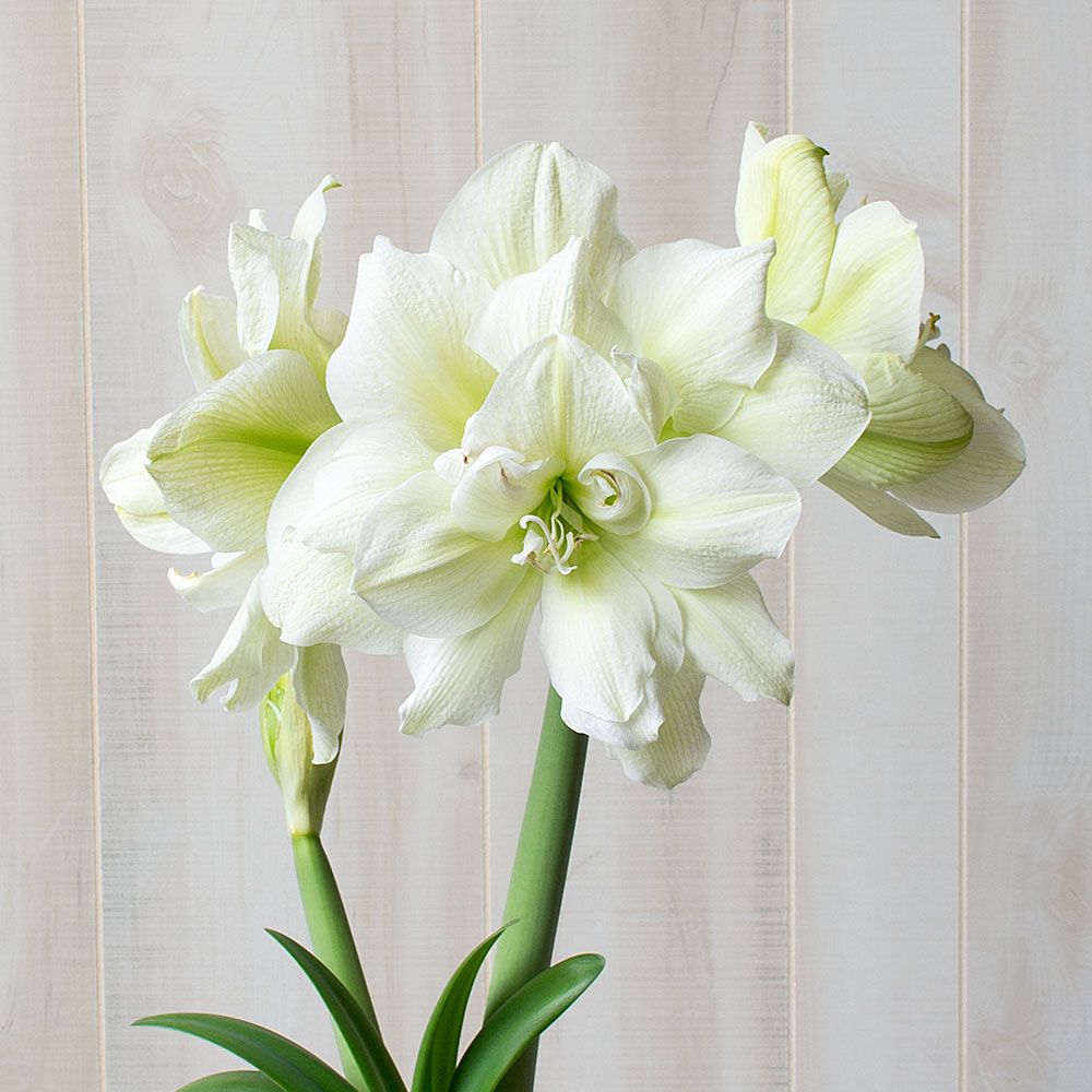 Amaryllis 'Marilyn,' one bulb in ceramic cachepot