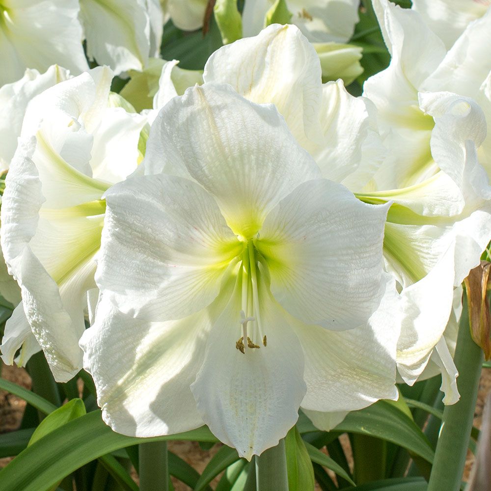 Amaryllis 'Moscow,' one bulb with Dutch hurricane vase kit