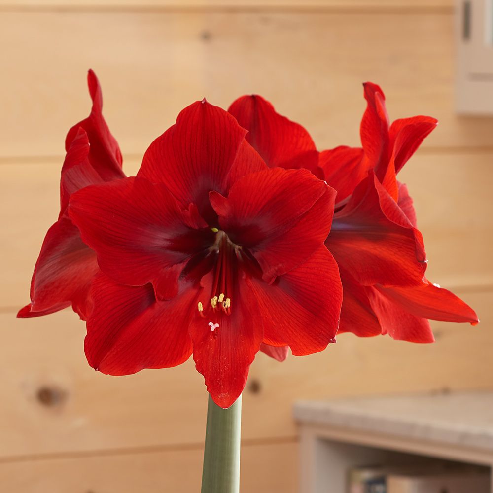 Amaryllis 'Red Cream,' one bulb in Nantucket basket
