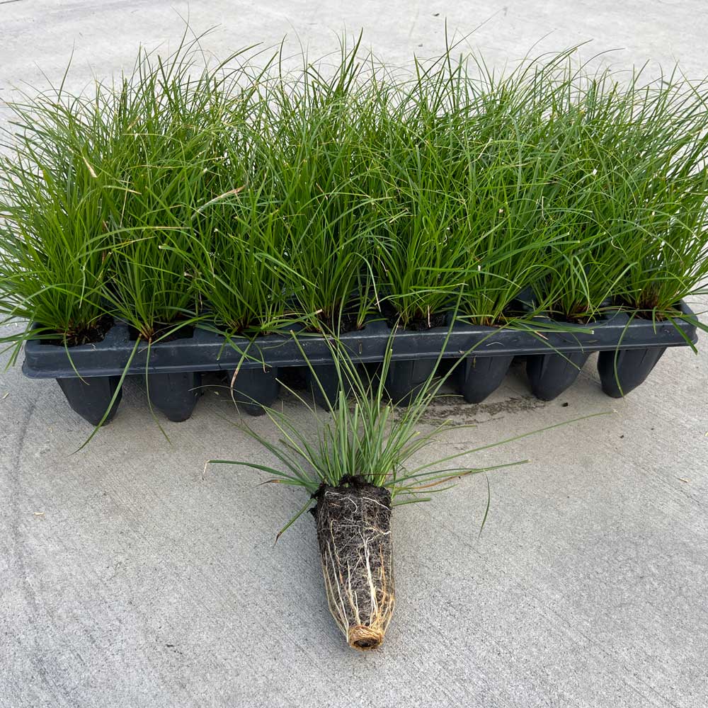 Carex pensylvanica, tray of 32 plugs