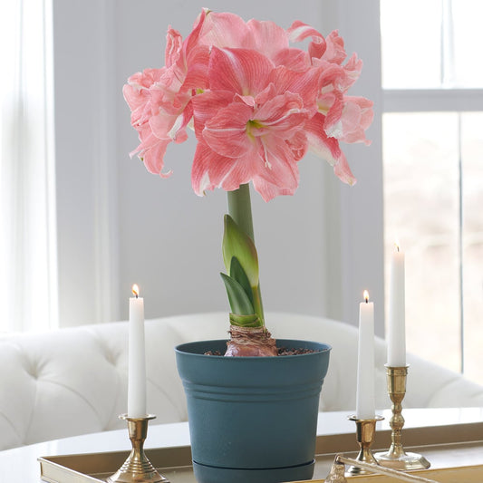 Amaryllis 'Rozetta,' one bulb in nursery pot