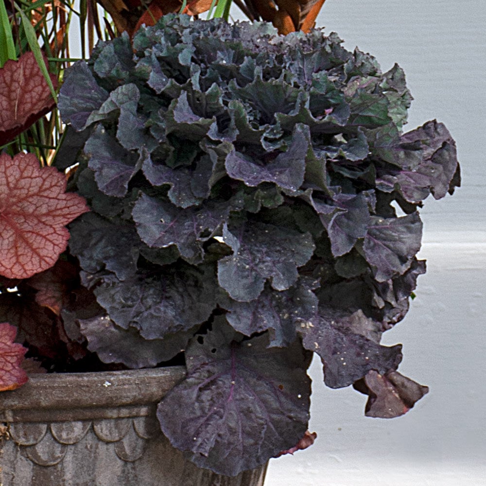 Mulled Wine Fall Container Garden