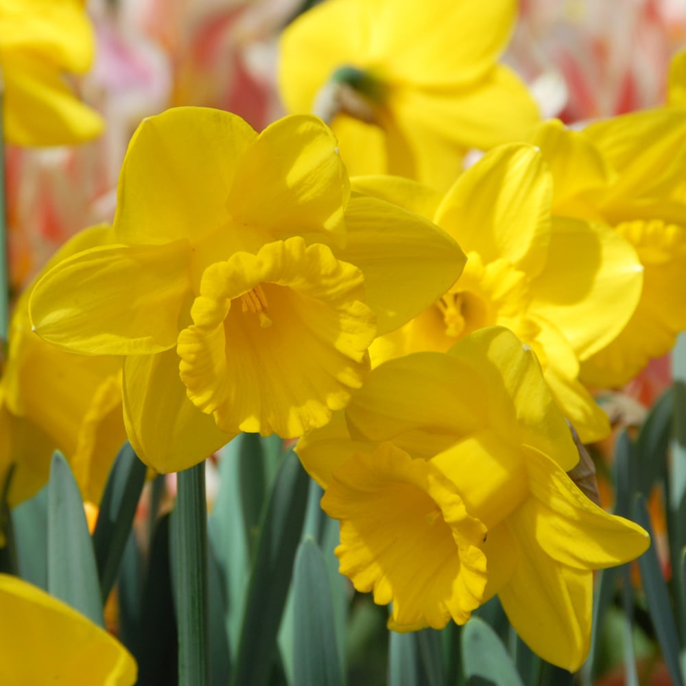 Bold Beauties Daffodil Mix