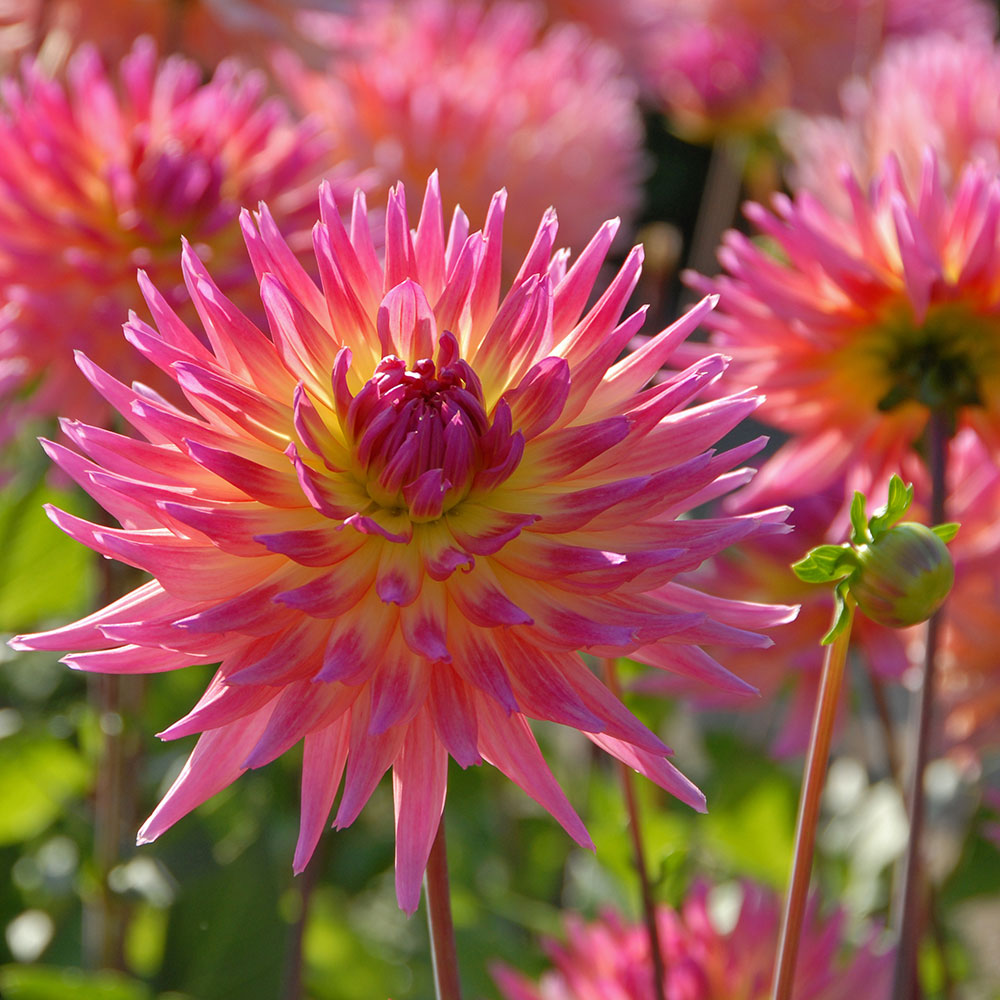 The Karma Dahlia Collection - 4 tubers