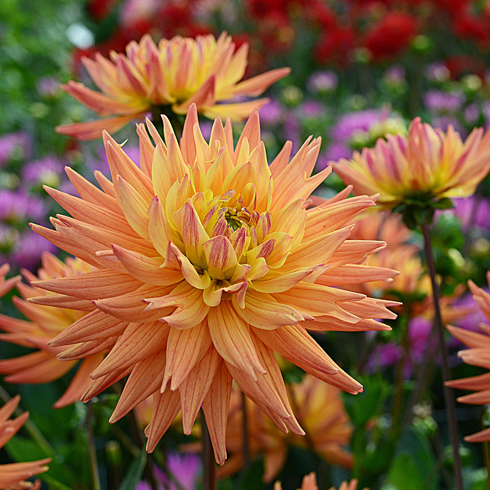 The Karma Dahlia Collection - 4 tubers