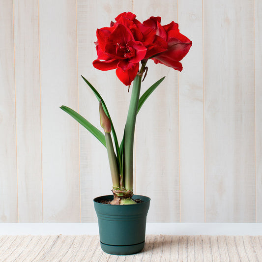 Amaryllis 'Red Toro,' one bulb in nursery pot