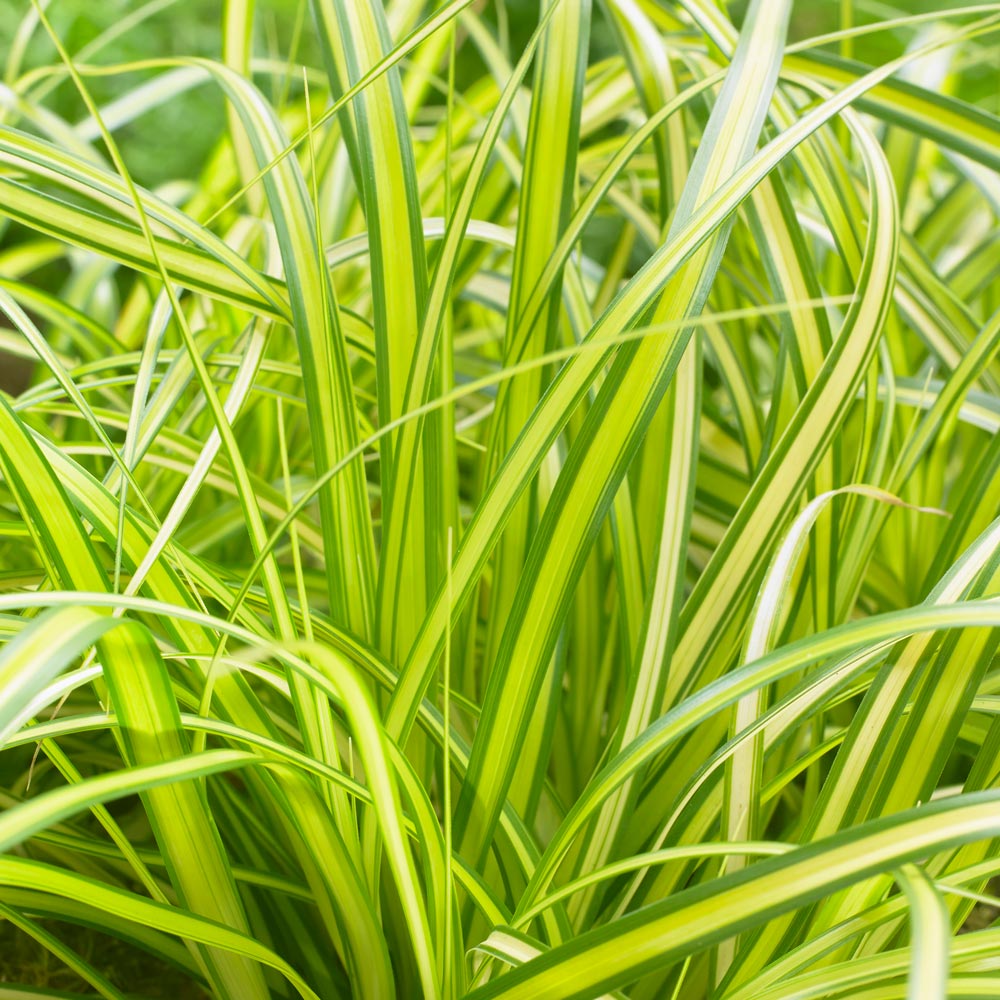 Carex oshimensis EverColor® 'Eversheen,' 1 pint