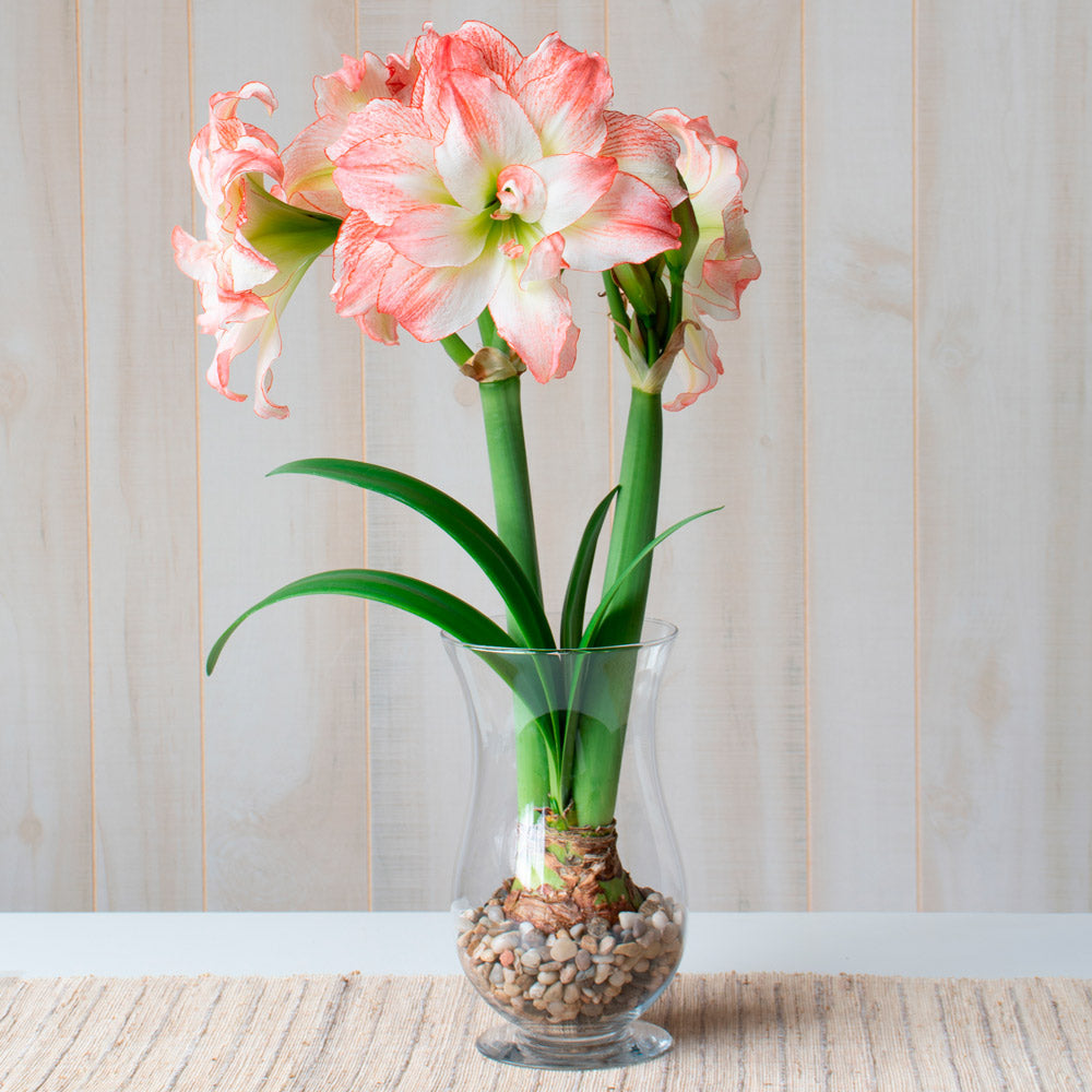 Amaryllis 'Aphrodite,' one bulb with hurricane vase kit