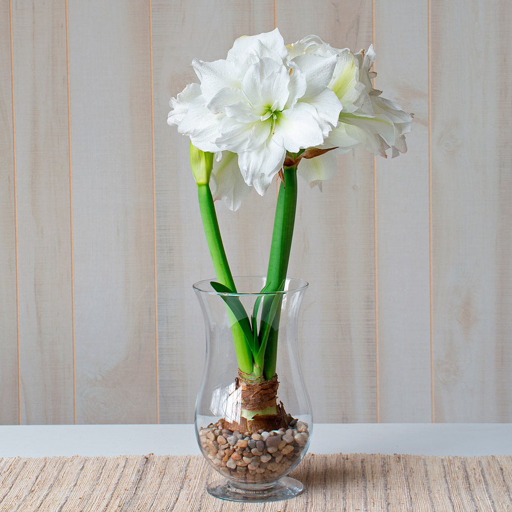 Amaryllis 'Arctic Nymph,' one bulb with hurricane vase kit