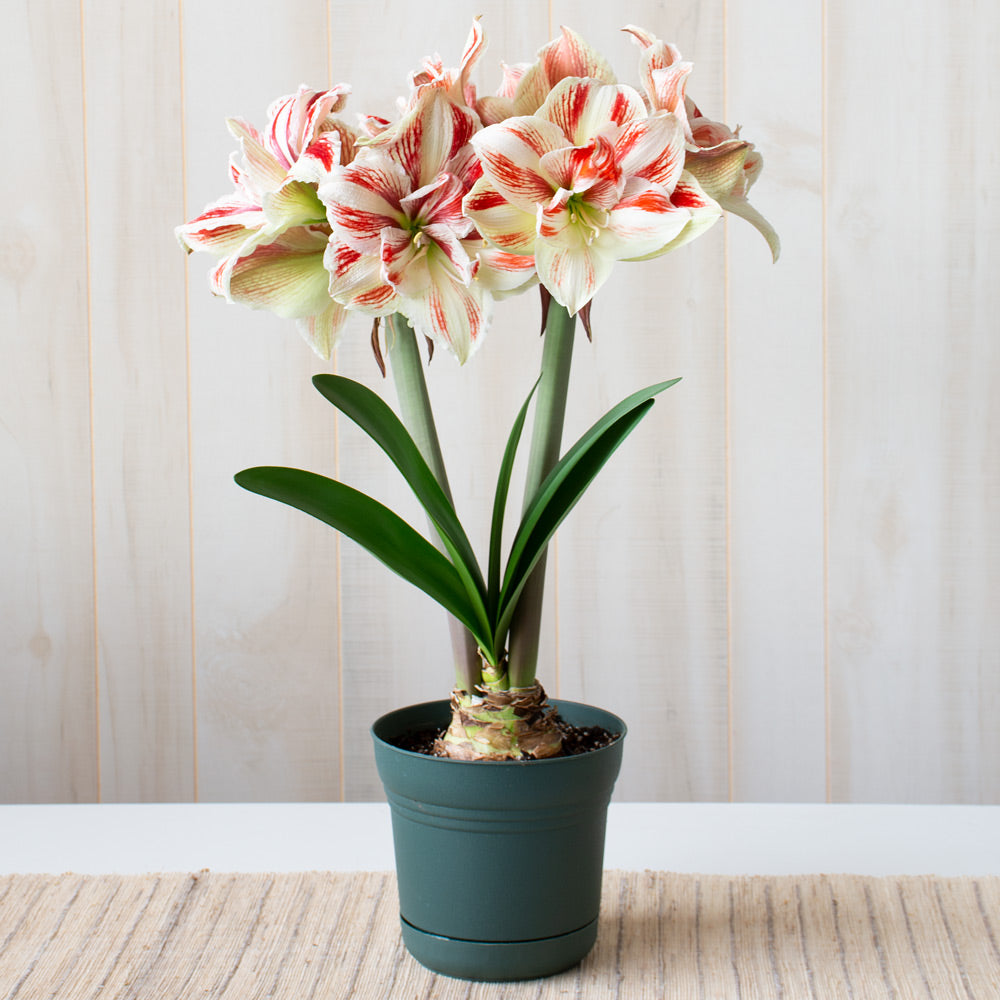 Amaryllis 'Bright Nymph,' one bulb in nursery pot