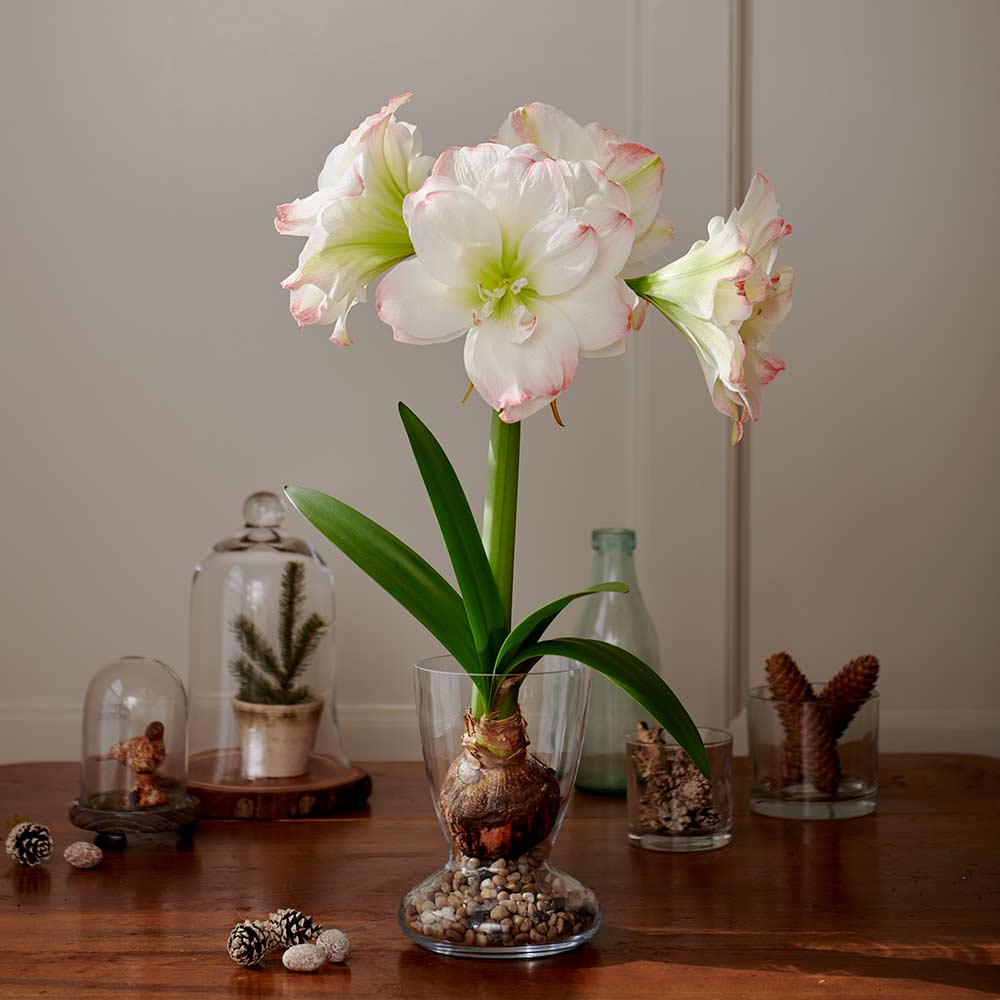 Amaryllis 'Candy Amadeus,' one bulb with Dutch hurricane vase kit