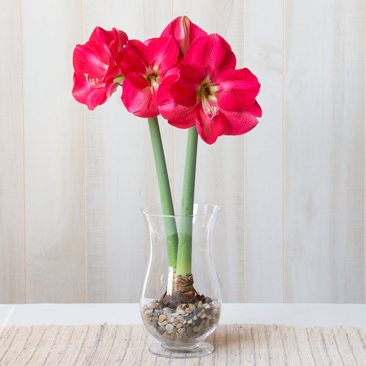Amaryllis 'Candy Cream,' one bulb with hurricane vase kit