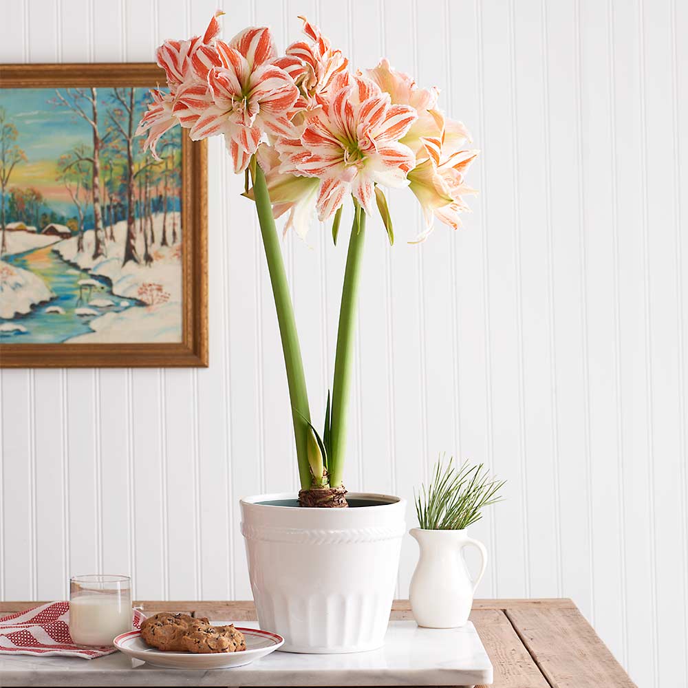 Amaryllis 'Dancing Queen,' one bulb in white ceramic cachepot