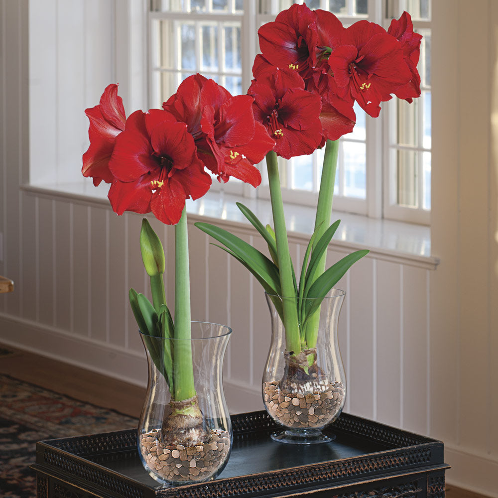 Amaryllis 'Ferrari,' one bulb with hurricane vase kit