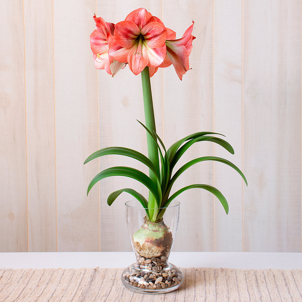Amaryllis 'Provence,' one bulb with glass vase kit
