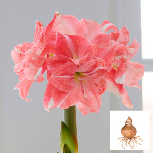 Amaryllis 'Rozetta,' one bulb in linen bag