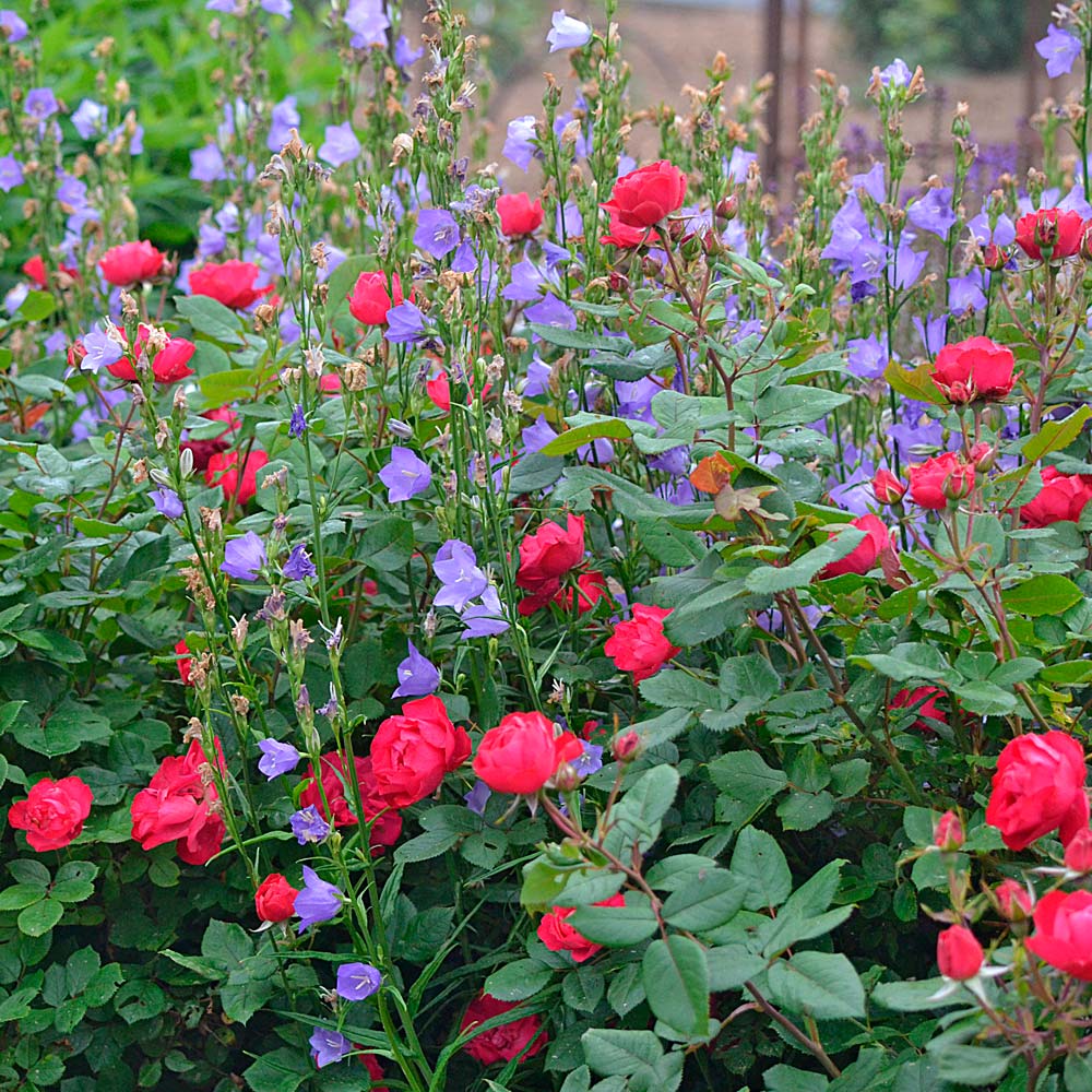Rose Oso Easy Double Red®