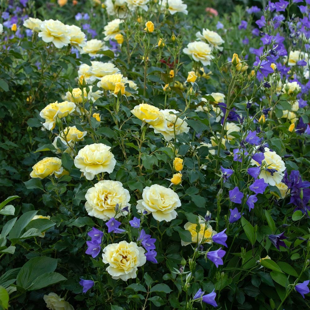 Campanula persicifolia 'Telham Beauty'
