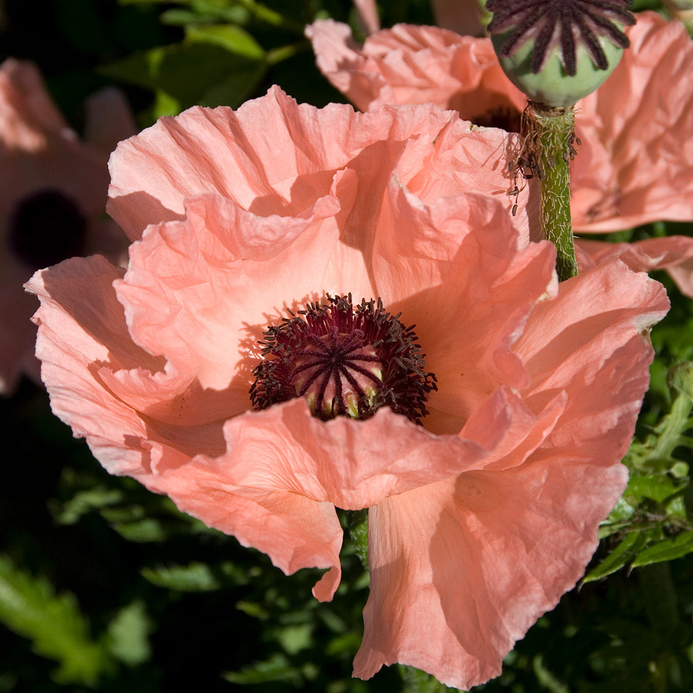 Papaver orientale 'Helen Elizabeth'