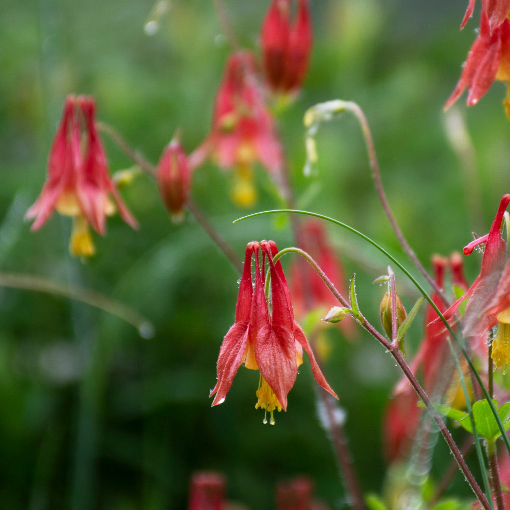 Aquilegia canadensis, tray of 32 plugs