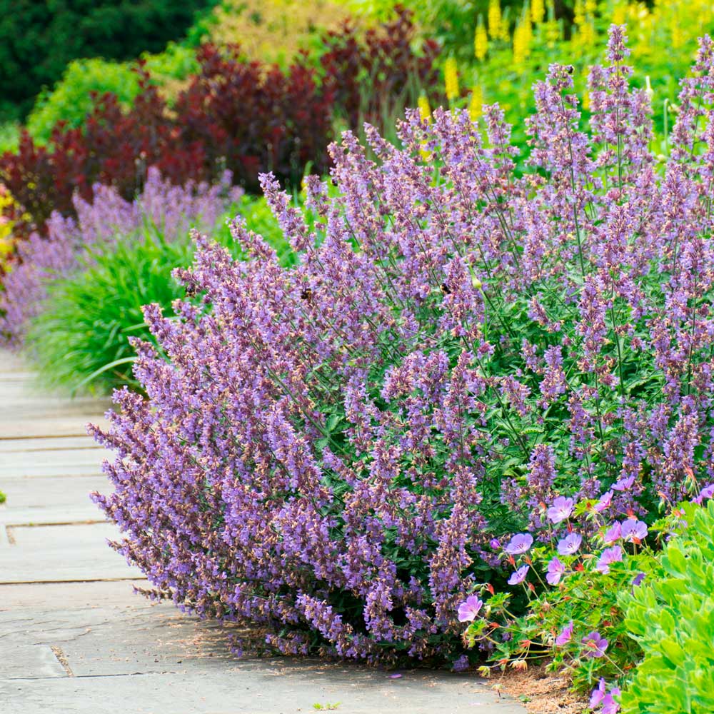 Nepeta x faassenii 'Walker's Low'
