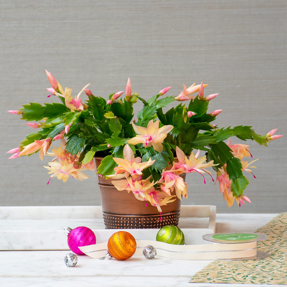 Holiday Cactus 'Limelight Dancer' in copper-toned cachepot