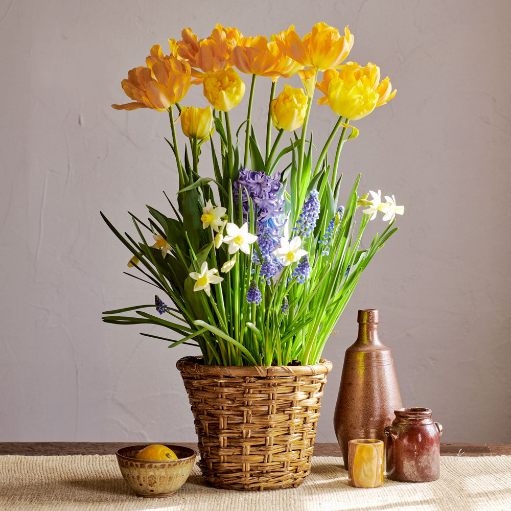 Picnic in Provence Bulb Garden in medium woven basket