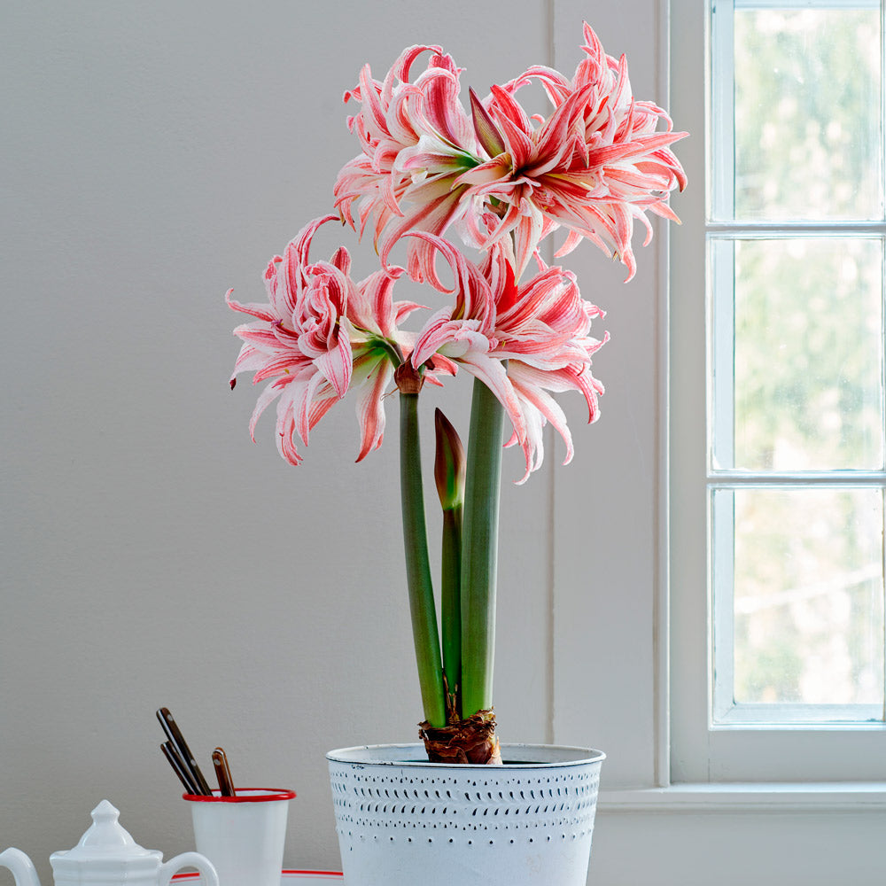 Amaryllis 'Doublet,' one bulb in white metal cachepot