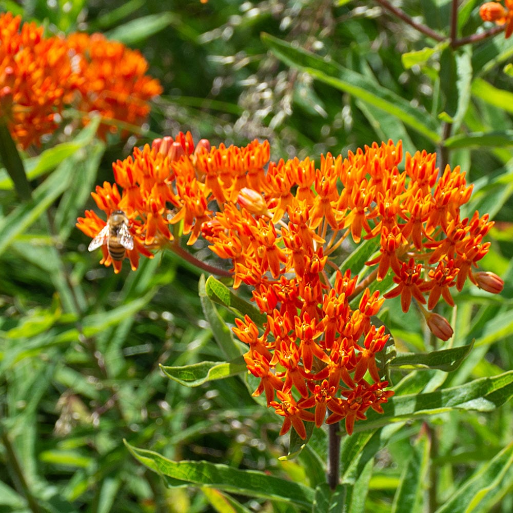 Asclepias tuberosa, tray of 50 plugs