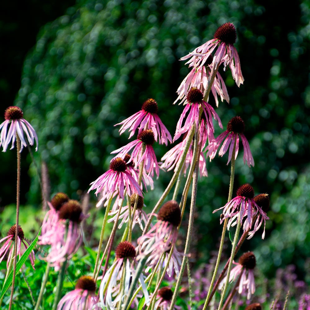 Echinacea pallida