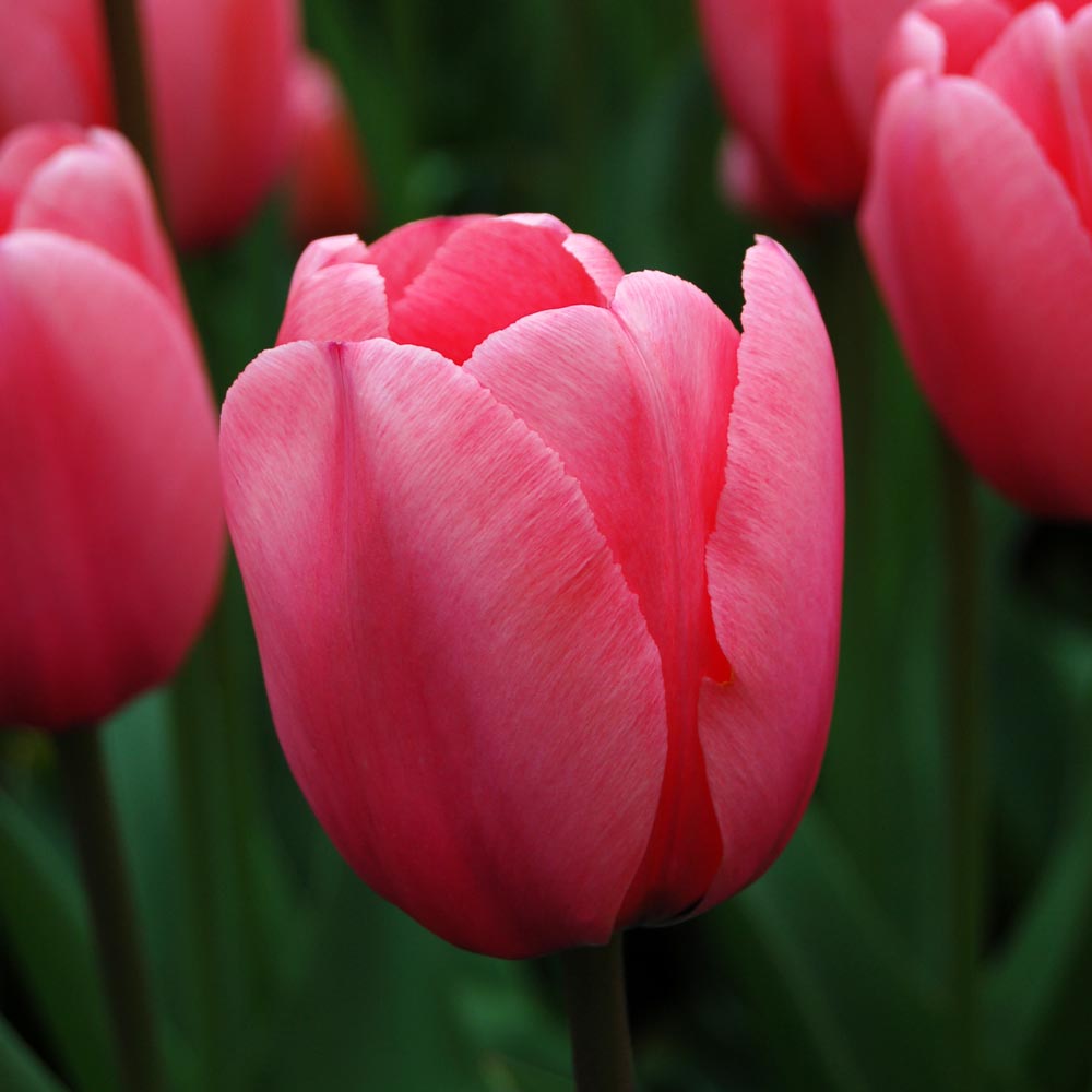 White Flower Farm Pink Perennial Tulip