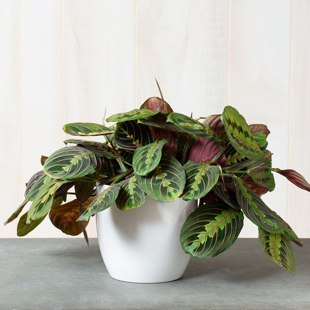 Red Prayer Plant
