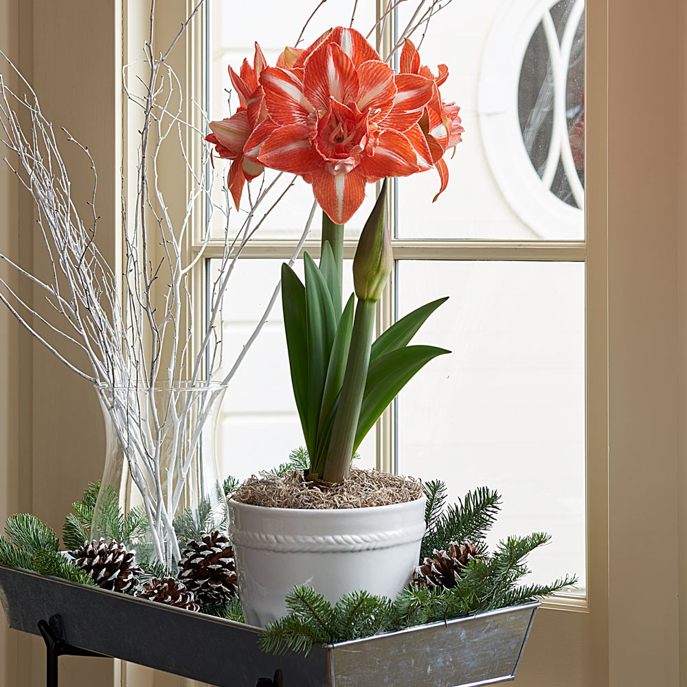 Amaryllis 'Sunshine Nymph'