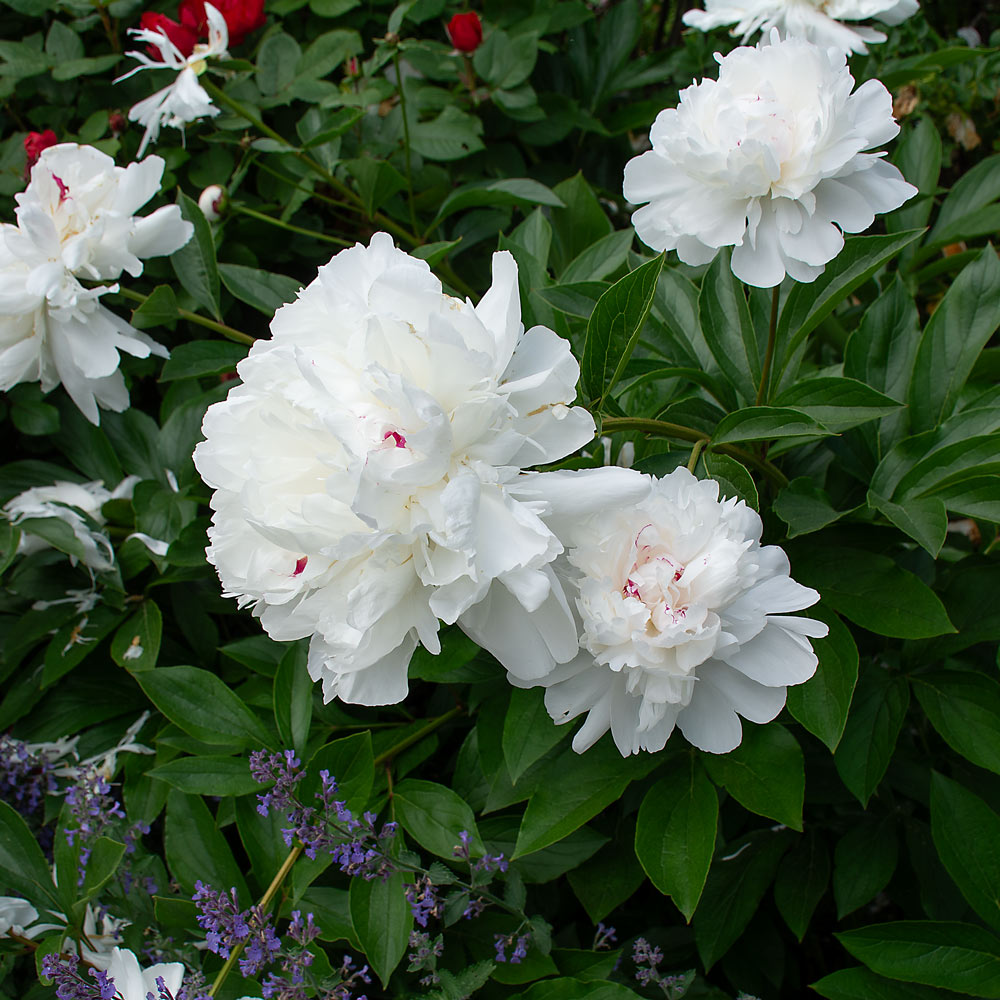 Fragrant White Peony Collection