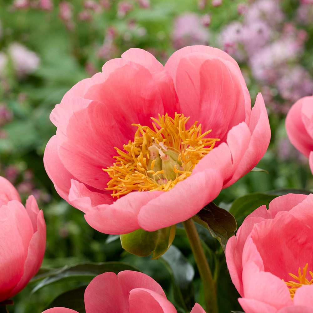Uncommon Treasures Peony Trio