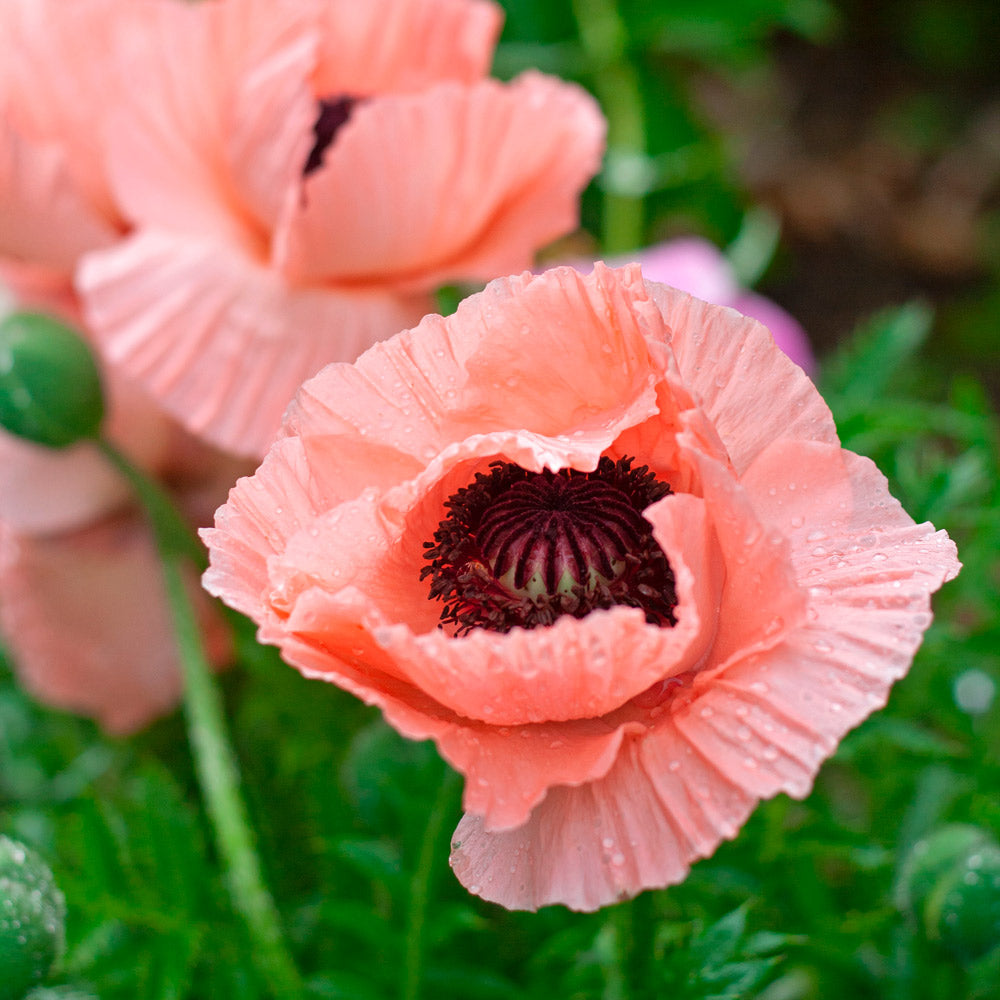 Rainbow Sampler of Oriental Poppies