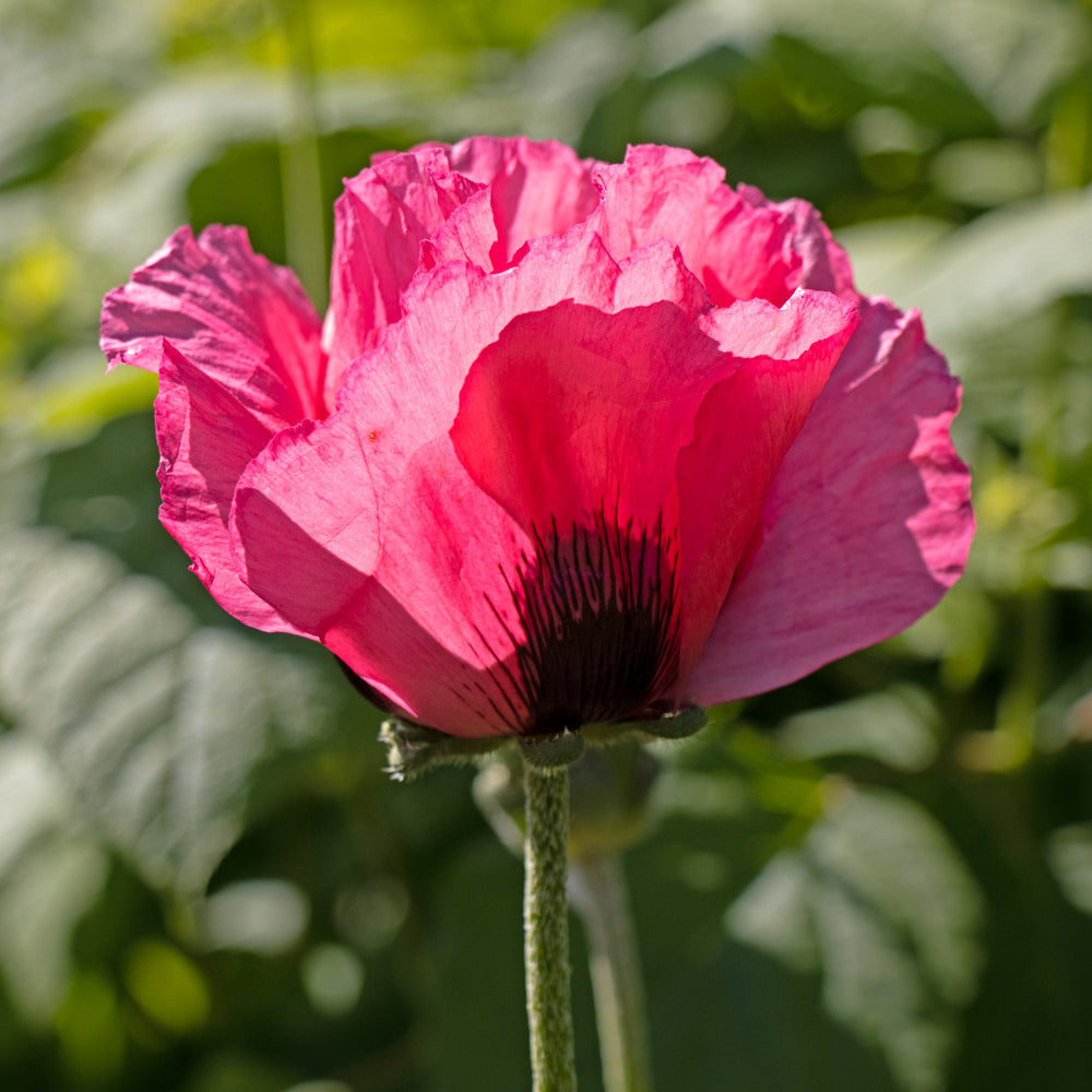 Rainbow Sampler of Oriental Poppies