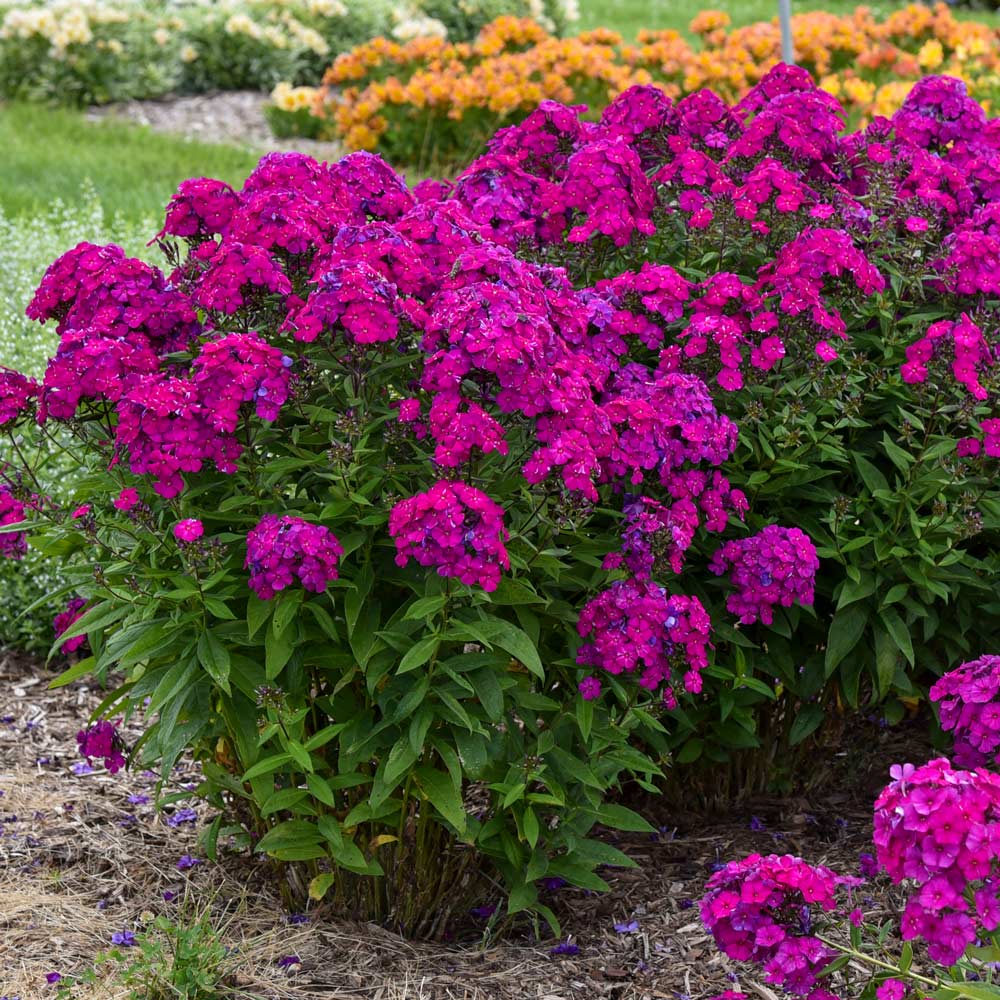 Phlox paniculata Luminary® 'Ultraviolet'