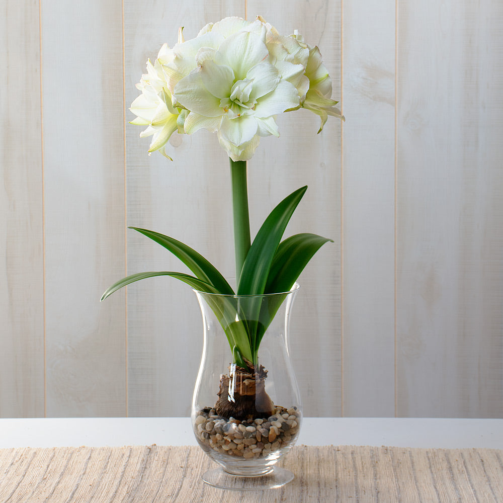 Amaryllis 'Polar Belle,' one bulb with hurricane vase kit